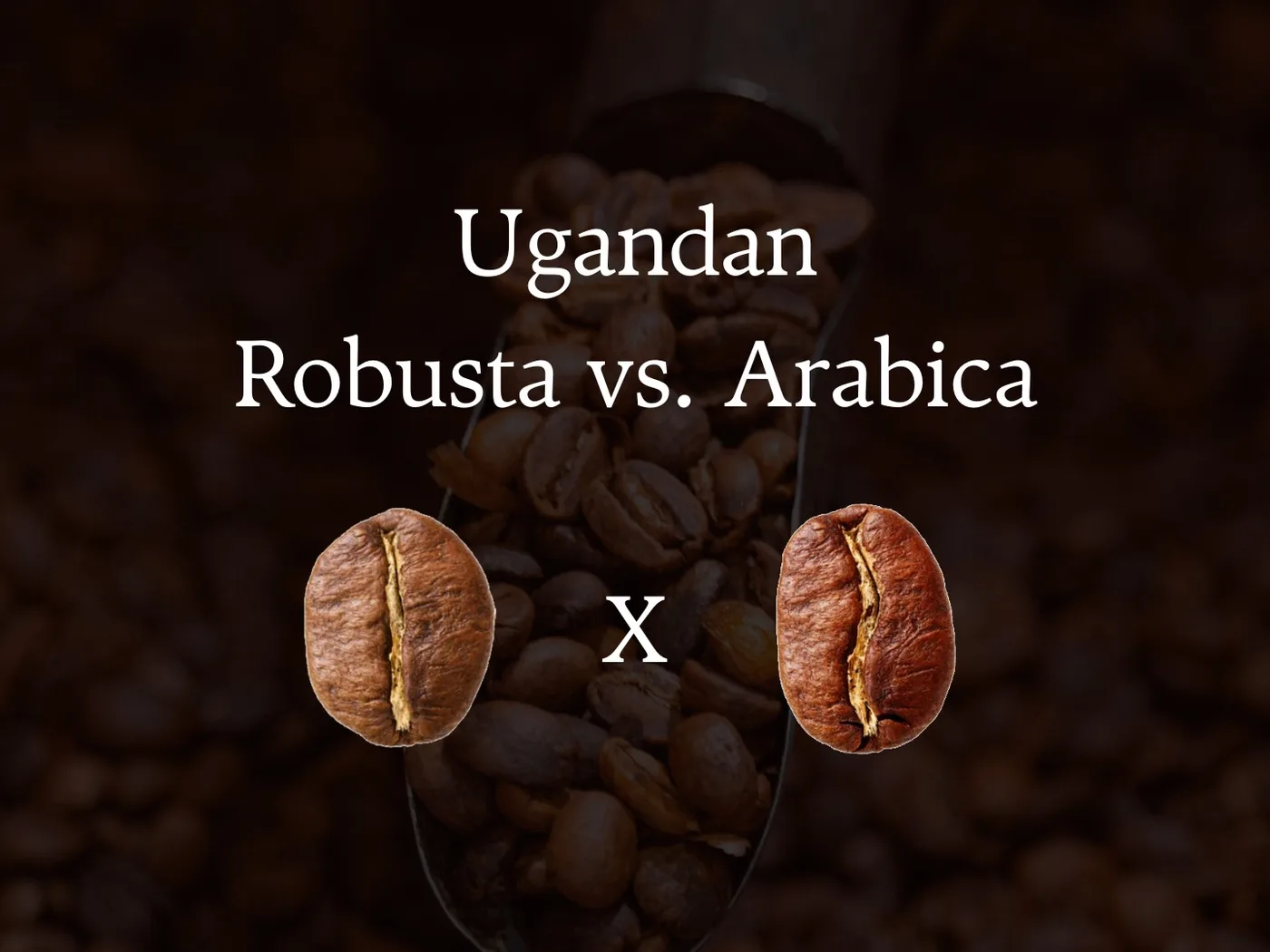 Ugandan Robusta vs. Arabica: Forget Everything You Know About Coffee